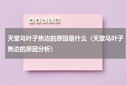 天堂鸟叶子焦边的原因是什么（天堂鸟叶子焦边的原因分析）