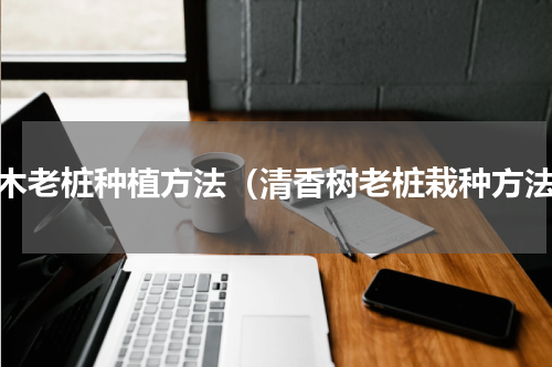 树木老桩种植方法（清香树老桩栽种方法）