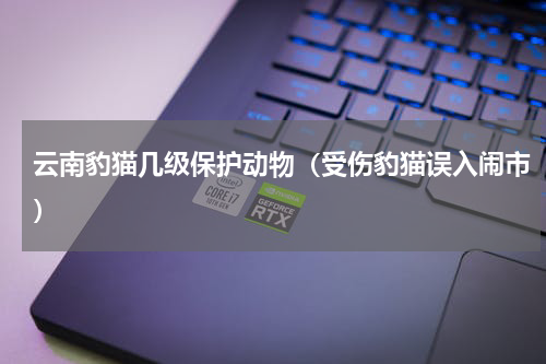 云南豹猫几级保护动物（受伤豹猫误入闹市）