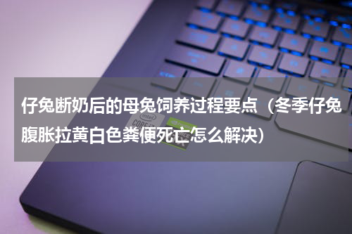 仔兔断奶后的母兔饲养过程要点（冬季仔兔腹胀拉黄白色粪便死亡怎么解决）