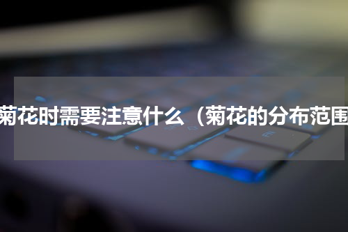 插菊花时需要注意什么（菊花的分布范围）