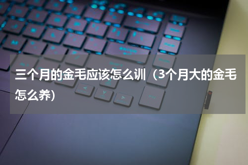 三个月的金毛应该怎么训（3个月大的金毛怎么养）