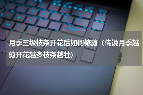 月季三级枝条开花后如何修剪（传说月季越剪开花越多枝条越壮）
