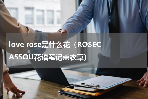 love rose是什么花（ROSECASSOU花语笔记薰衣草）