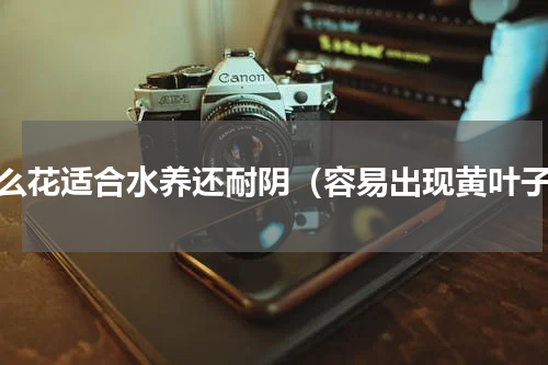 什么花适合水养还耐阴（容易出现黄叶子）