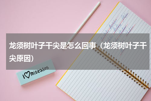 龙须树叶子干尖是怎么回事（龙须树叶子干尖原因）