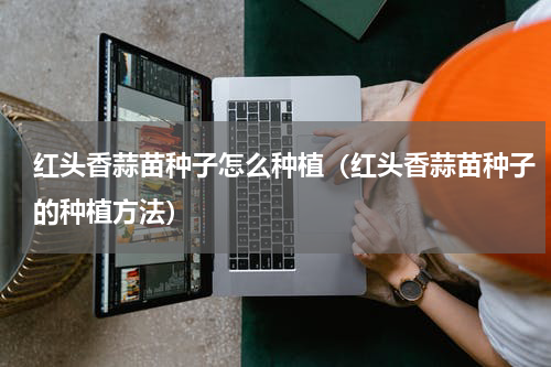 红头香蒜苗种子怎么种植（红头香蒜苗种子的种植方法）