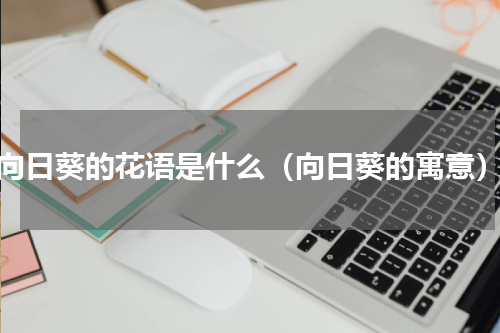 向日葵的花语是什么（向日葵的寓意）