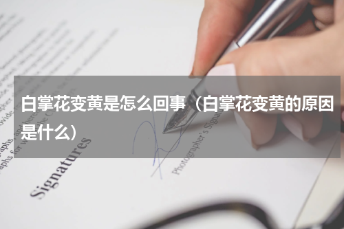 白掌花变黄是怎么回事（白掌花变黄的原因是什么）