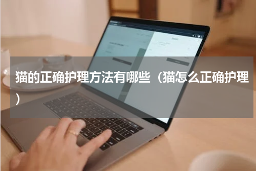 猫的正确护理方法有哪些（猫怎么正确护理）