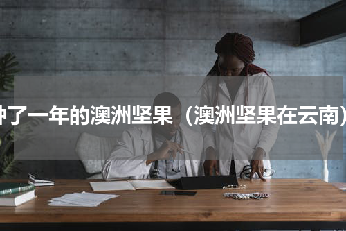 种了一年的澳洲坚果（澳洲坚果在云南）