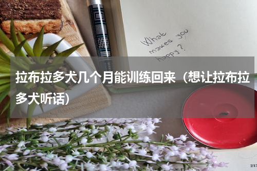 拉布拉多犬几个月能训练回来（想让拉布拉多犬听话）