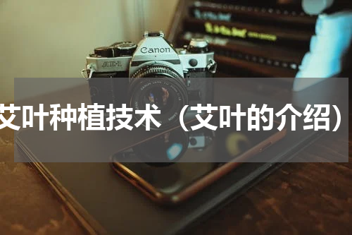 艾叶种植技术（艾叶的介绍）