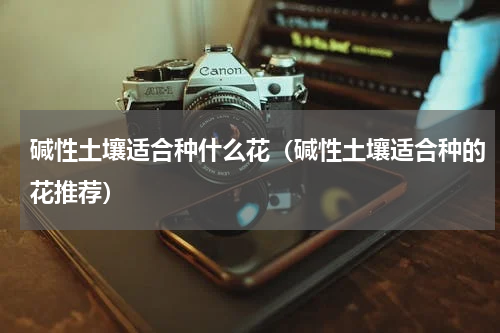 碱性土壤适合种什么花（碱性土壤适合种的花推荐）