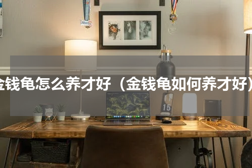 金钱龟怎么养才好（金钱龟如何养才好）