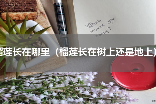 榴莲长在哪里（榴莲长在树上还是地上）