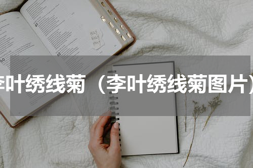 李叶绣线菊（李叶绣线菊图片）