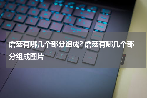 蘑菇有哪几个部分组成? 蘑菇有哪几个部分组成图片