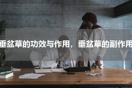 垂盆草的功效与作用，垂盆草的副作用