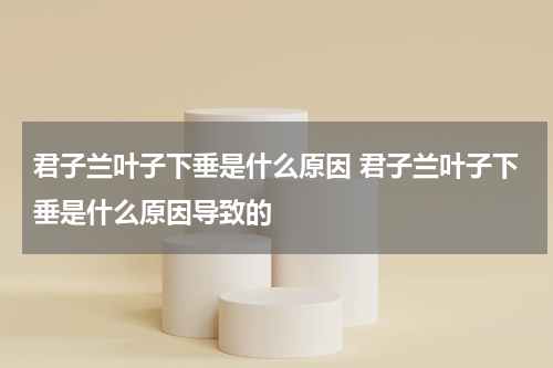 君子兰叶子下垂是什么原因 君子兰叶子下垂是什么原因导致的