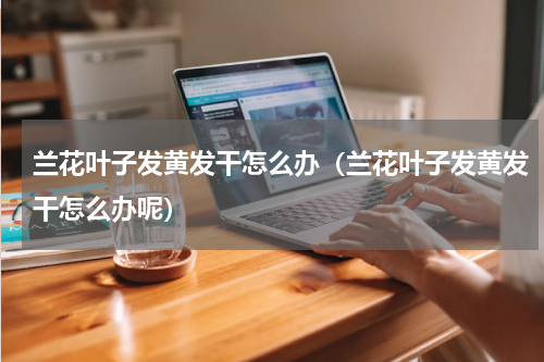 兰花叶子发黄发干怎么办（兰花叶子发黄发干怎么办呢）