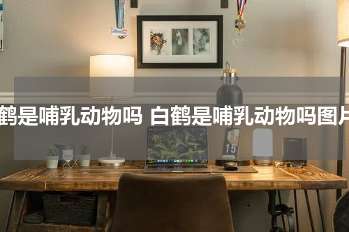 白鹤是哺乳动物吗 白鹤是哺乳动物吗图片