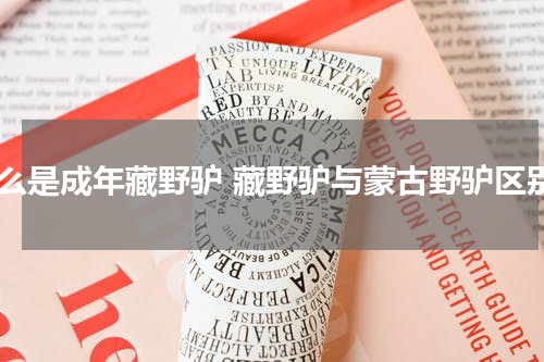 什么是成年藏野驴 藏野驴与蒙古野驴区别