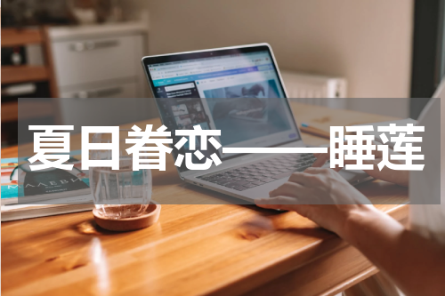 夏日眷恋——睡莲