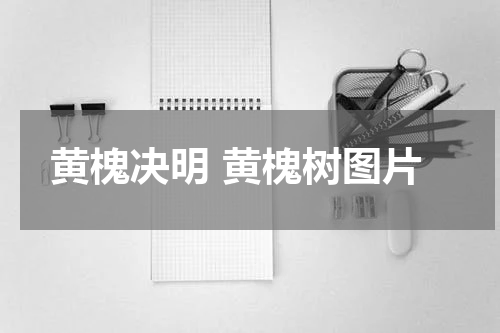 黄槐决明 黄槐树图片