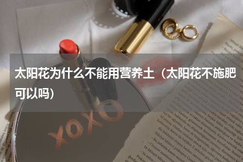 太阳花为什么不能用营养土（太阳花不施肥可以吗）