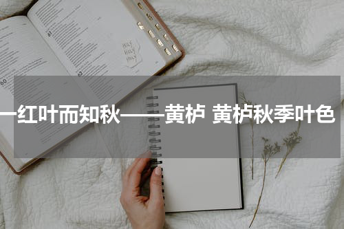 一红叶而知秋——黄栌 黄栌秋季叶色