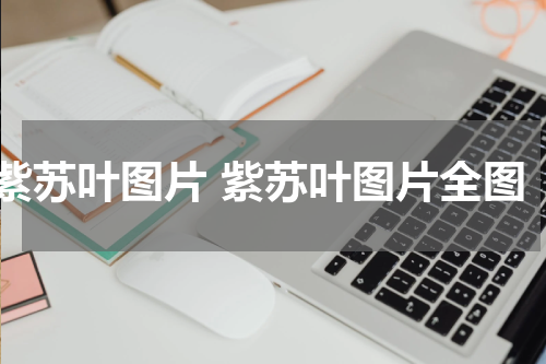 紫苏叶图片 紫苏叶图片全图