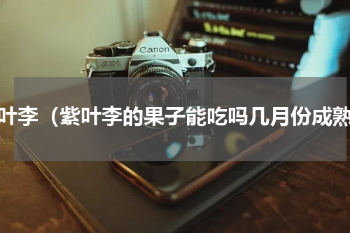 紫叶李（紫叶李的果子能吃吗几月份成熟）