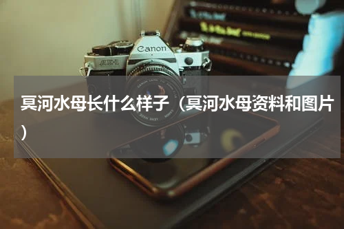 冥河水母长什么样子（冥河水母资料和图片）