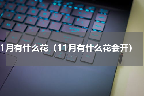 11月有什么花（11月有什么花会开）