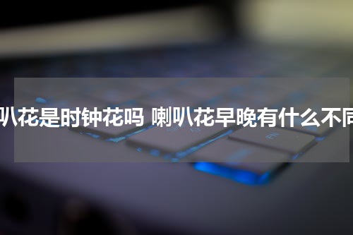 喇叭花是时钟花吗 喇叭花早晚有什么不同