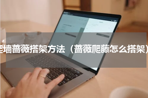 爬墙蔷薇搭架方法（蔷薇爬藤怎么搭架）