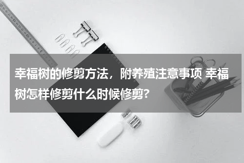 幸福树的修剪方法，附养殖注意事项 幸福树怎样修剪什么时候修剪?