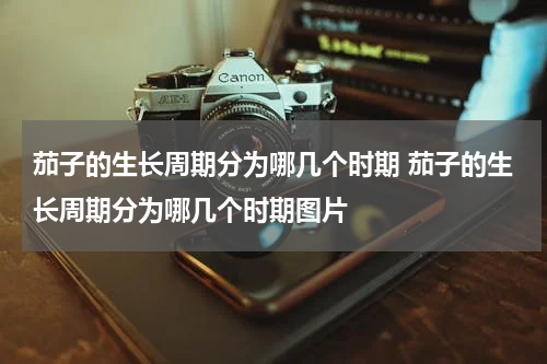 茄子的生长周期分为哪几个时期 茄子的生长周期分为哪几个时期图片