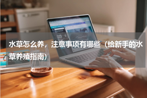 水草怎么养，注意事项有哪些（给新手的水草养殖指南）
