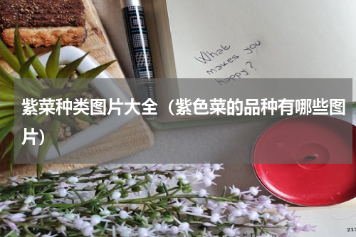 紫菜种类图片大全（紫色菜的品种有哪些图片）