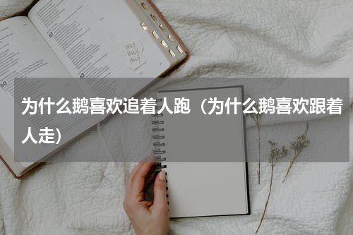 为什么鹅喜欢追着人跑（为什么鹅喜欢跟着人走）