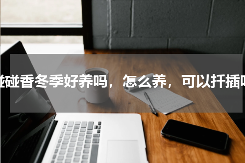 碰碰香冬季好养吗，怎么养，可以扦插吗