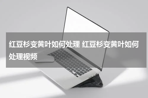 红豆杉变黄叶如何处理 红豆杉变黄叶如何处理视频