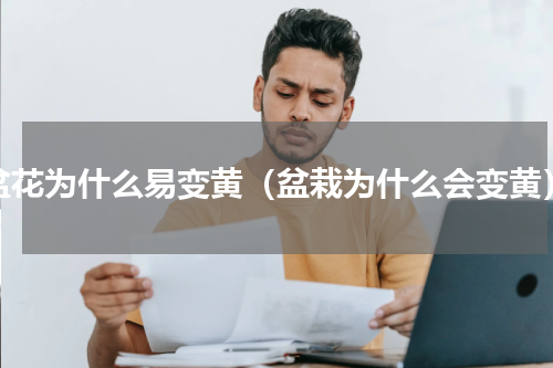 盆花为什么易变黄（盆栽为什么会变黄）