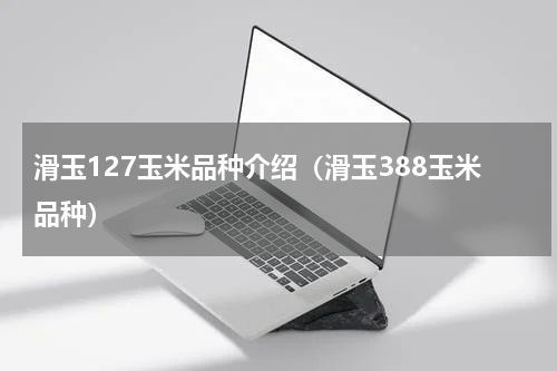 滑玉127玉米品种介绍（滑玉388玉米品种）