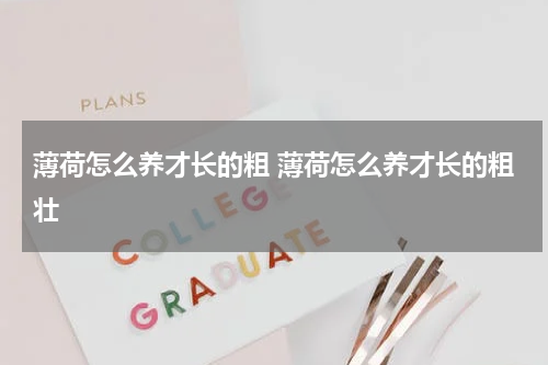 薄荷怎么养才长的粗 薄荷怎么养才长的粗壮