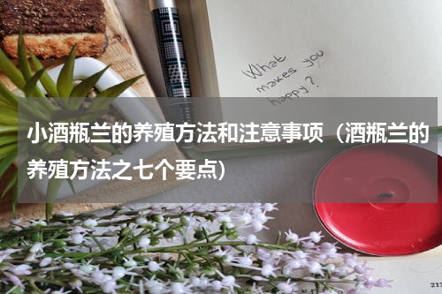 小酒瓶兰的养殖方法和注意事项（酒瓶兰的养殖方法之七个要点）