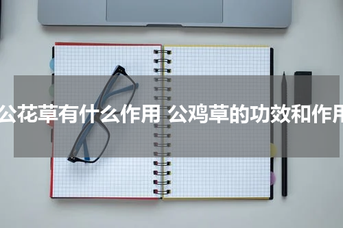 鸡公花草有什么作用 公鸡草的功效和作用