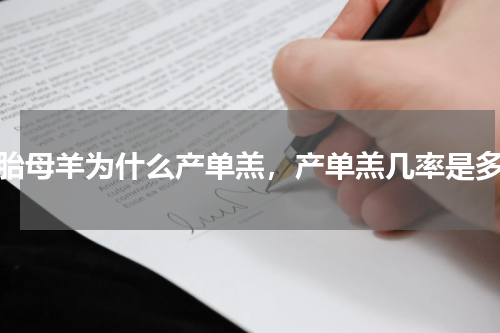 头胎母羊为什么产单羔，产单羔几率是多少